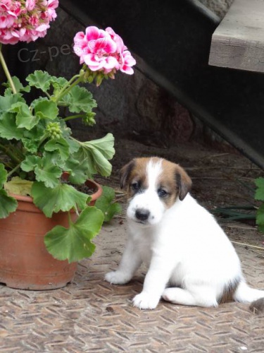 �t��ata - foxteri�r hladkosrst�