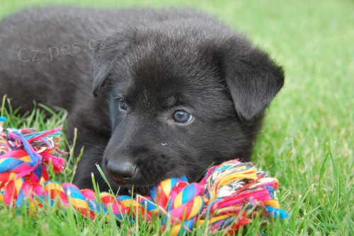 �T�N� N�MECK� OV��K s PP