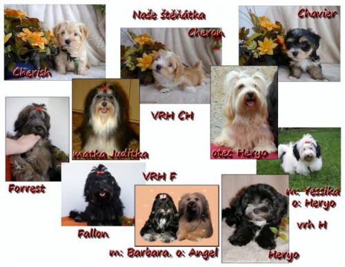 Bi�onek - Havansk� ps�k s PP