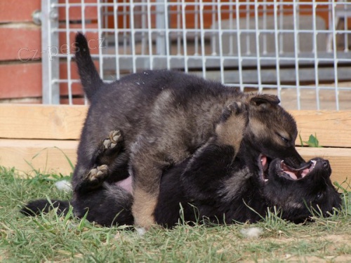 N�meck� ov��k �t��ata s PP