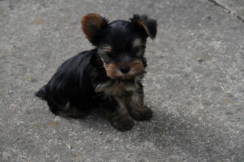 Prod�m pejsky- �t���tka Jork��rsk�ho teri�ra bez PP