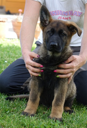 Vlko�ed� pejsek NO s PP