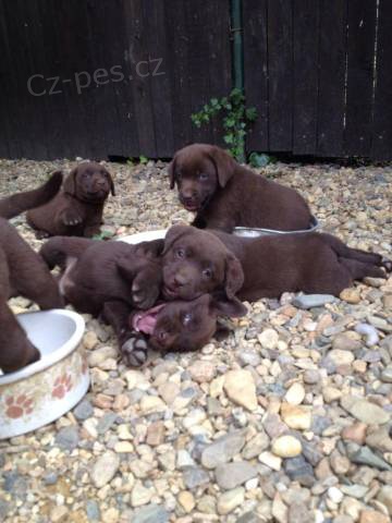 Labradorsk� retriever s PP