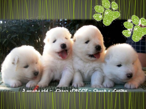 Kvalitn� �teniatka SAMOJED