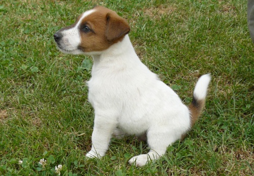 �t��ata foxteri�r hladkosrst�