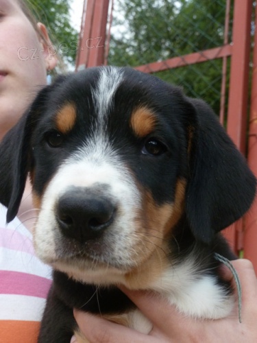 Entlebu�sk� sala�nick� pes-�t�n�