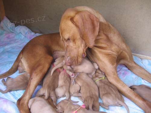 Ma�arsk� oha� kr�tkosrst� - �t�n�