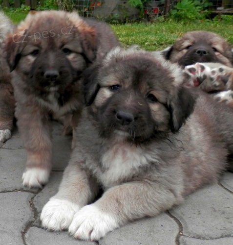 Kavkazsk� pasteveck� pes