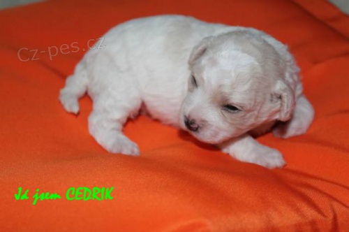 Bi�onek-kr�sn� �t���tka s PP