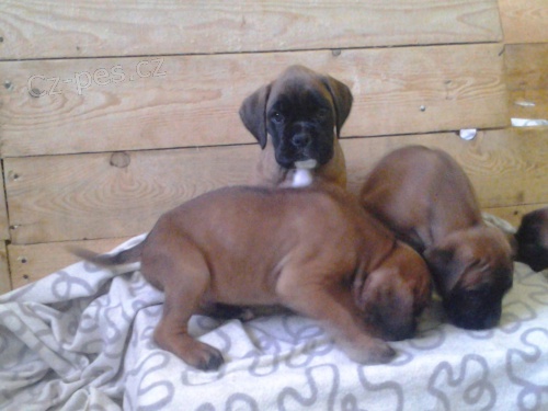 Zlat� box�ci bez PP