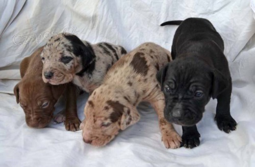 �t��ata louisiansk� leopard� pes s PP