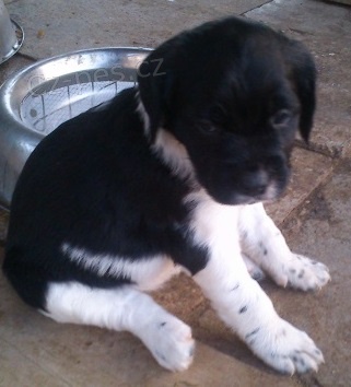 Breta�sk� oha�-�t�nata