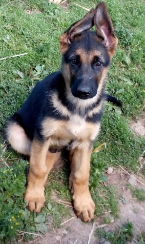 N�meck� ov��k s PP