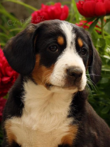 Entlebu�sk� sala�nick� pes,rodi�e cvi�en� a miluj� d�ti