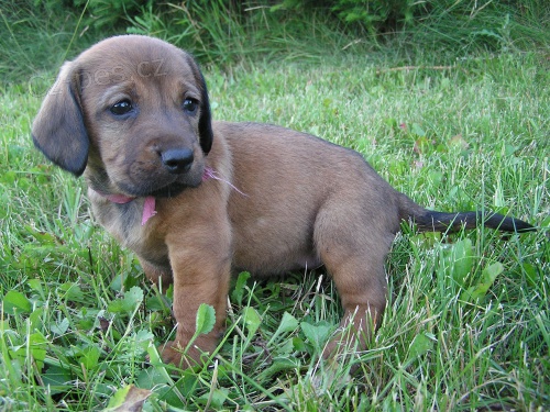 Alpsk� brak�� jezev��kovit�