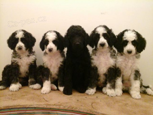 Pudl Kralovsk� Harlekin