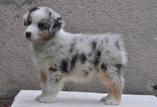 Australsk� ov��k