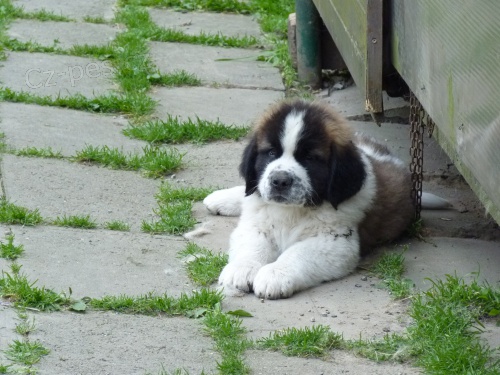 Moskevsk� str�n� pes