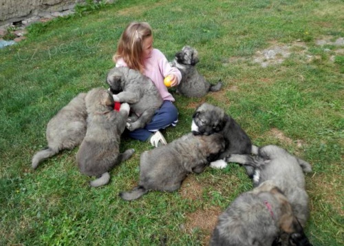 Nab�dka Kavkazsk� pasteveck� pes