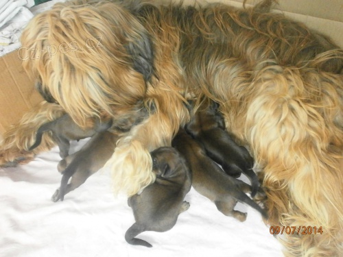 Briard , �t��ata s PP