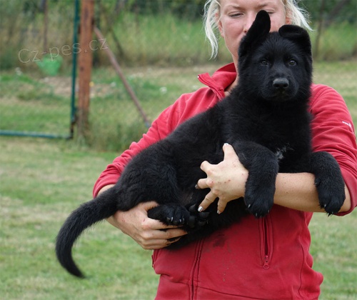 Kr�sn� celo�ern� pejsek NO s PP