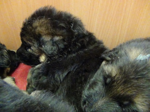 NO dlouhosrst� �t��ata s PP