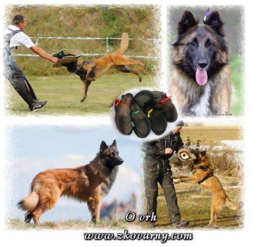 Belgick� ov��k - Tervueren, z pracovn� nad�jn�ho spojen�