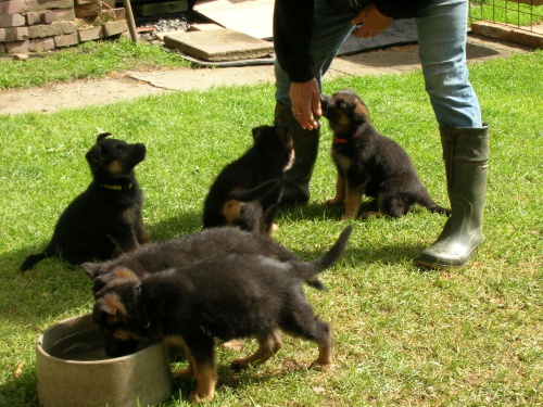 N�meck� ov��k - prod�m �t��ata