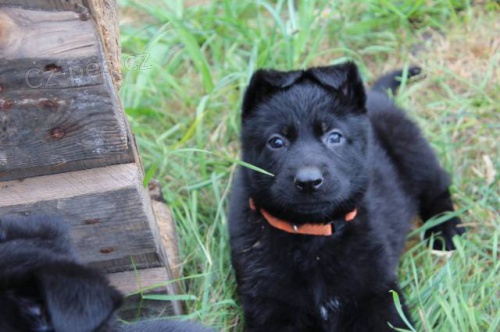 N�meck� ov��k s PP