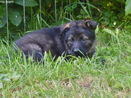 N�meck� ov��k - st��ata