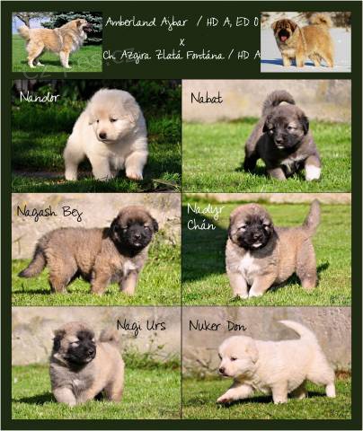 Kavkazsk� pasteveck� pes /kavkazsk� ov��k - s PP