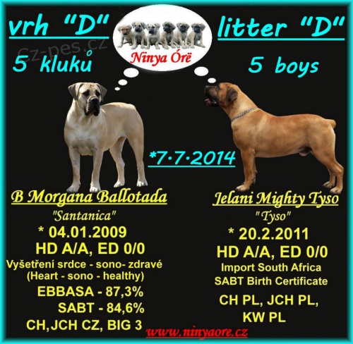 Boerboel - �t��ata