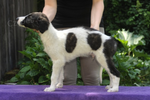 BARZOJ �t��ata s PP