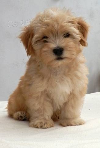 Havansk� ps�k - kr�sn� �t���tka na prodej