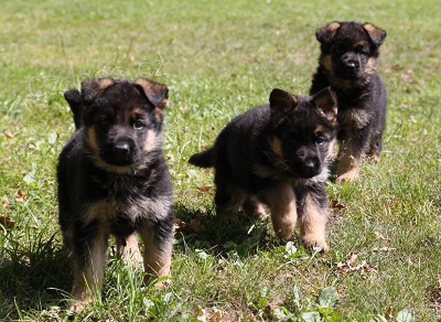 N�meck� ov��k