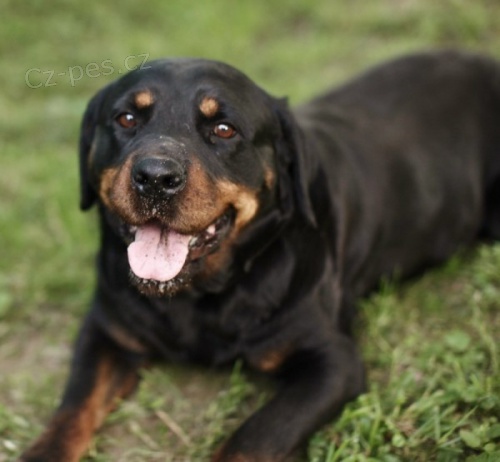 RUMOV� PRALINKA - Rotvajler - fena