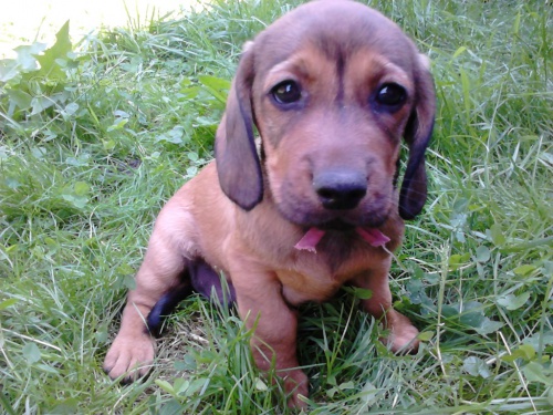 Alpsk� brak�� jezev��kovit�