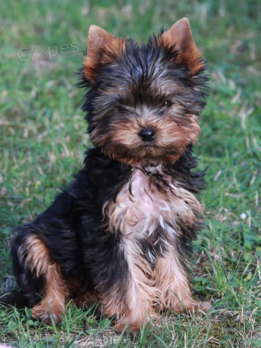 �t��ata jork��rsk�ho teri�ra