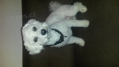 nab�z�m BI�ONKA ke kryt� :-)