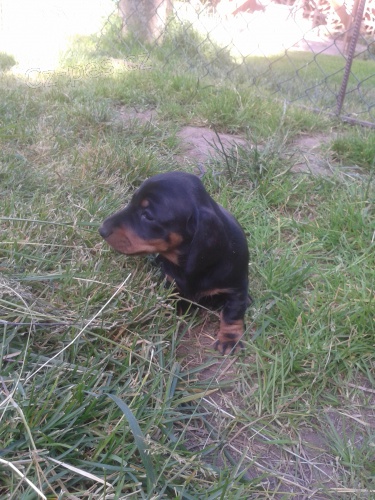 Jezev��k hladkosrst�