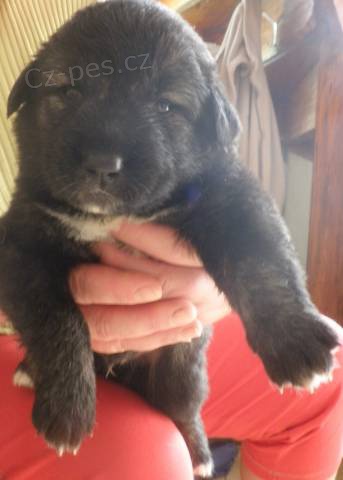 Prod�m �t��ata kavkazsk�ho pasteveck�ho ov��ka