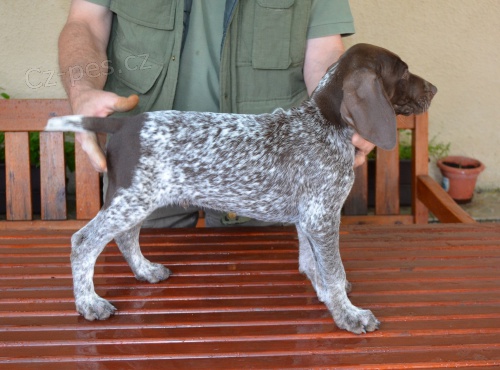 N�meck� kr�tkosrst� oha�