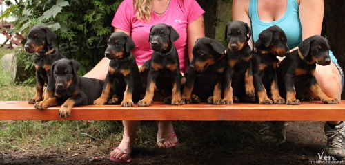 dobrman - �t��ata