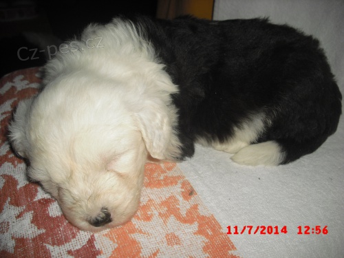 �t�n�tka - hol�i�ky