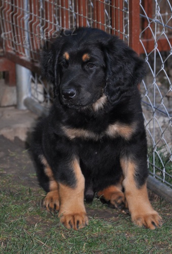 HOVAWART �t���tka s PP � K ODB�RU! 