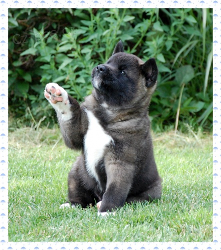 �t���tka Americk� Akity