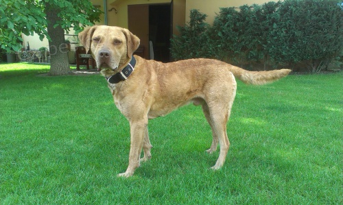 Hled� se nev�sta (Chesapeake Bay Retriever)