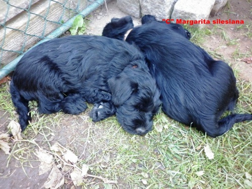 kn�ra� �ern� st�edn�