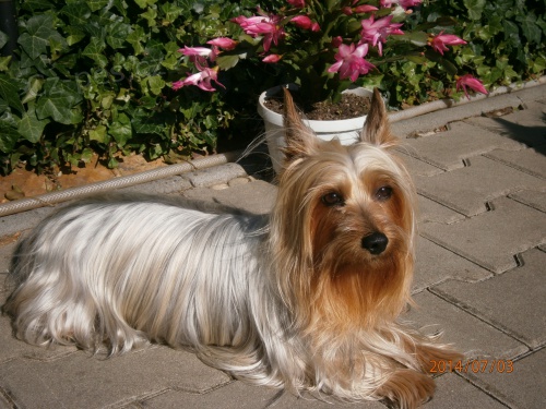 Australsk� silky teri�r - �t���tka