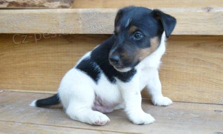 �t��ata foxteri�r hladkosrst�